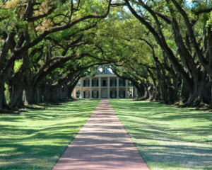 mansion in trees mansion in trees