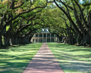 mansion in trees