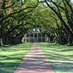 mansion in trees